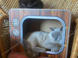 Quality Bsh kittens