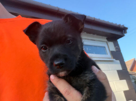 scottish terrier Puppy 2 boys
