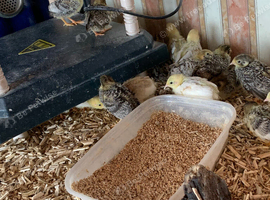Two week old chicks