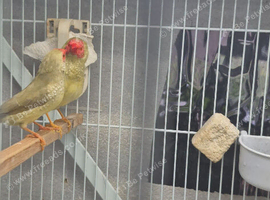 Pair of Star finches