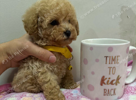 Toy poodle ready now
