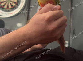 parrot pineapple conure