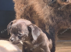 Chihuahua x toy poodle for 5* homes