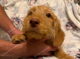 2 Pups for sale 1 Boy 1 Girl