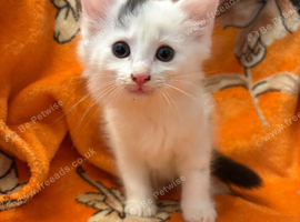 Kittens