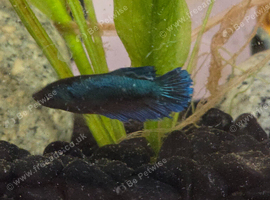 Needs a loving new home