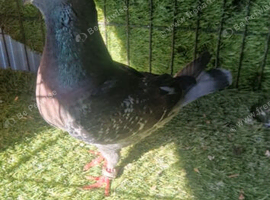 Siryan pigeons