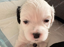 Shihpoo puppies for sale