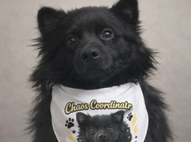 2 year old Pomeranian cross