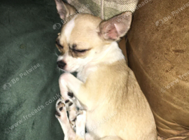 1 year old chihuahua