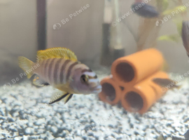 Malawi cichlid hybrid Mbuna
