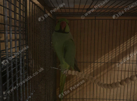 Ringneck