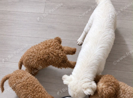 Gorgeous goldendoodle puppies