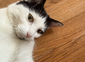 My cat