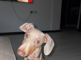 Miniature smooth haired dachshund