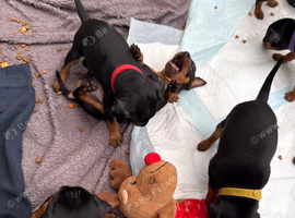 Mini pincher puppies