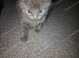 2 Gray kittens