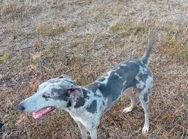 Collie greyhound hound