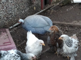 Brahma boys, mottled, dark - white ? Pullet see description