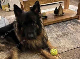 Male German Shepherd for rehoming