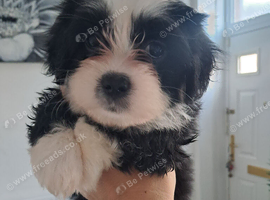 1 girl puppy left available. Ready to go!.