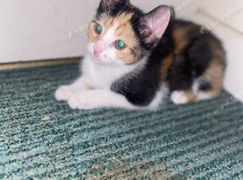 12 week old kitten nearly 13 weeks