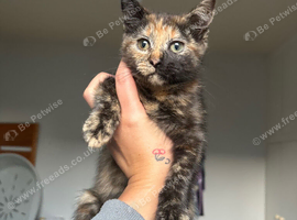 Female kitten