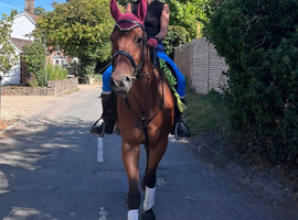 Sweet, bay TB gelding