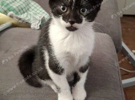 Kitten for sale