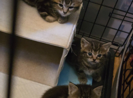 Tabby looking kittens