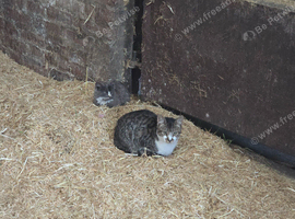 Farm kittens for sale