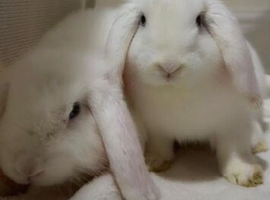 English Lop