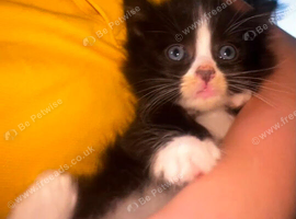 1 boy availble 5 weeks old at the moment