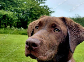Labrador retriever, six months old