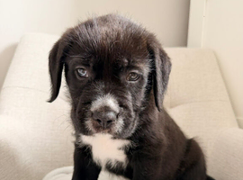 F1 GIANTS: Old English Sheepdog X Dogue De Bordeaux!