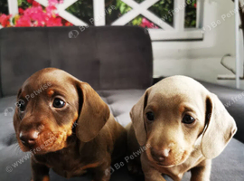 Miniature dachshund