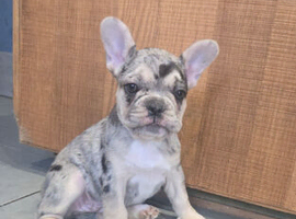 3 French Bulldog puppies left