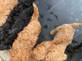 6 Beautiful Very Curly Cockapoos