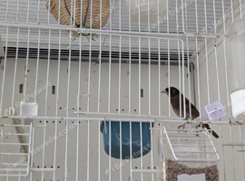 2025 Black Goldfinch Proven Pair