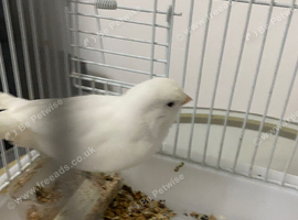 Pure white male big canary