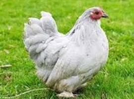 PEKIN BANTAMS POINT OF LAY MANY COLOURS AVAILABLE