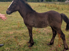 Connemara x cob