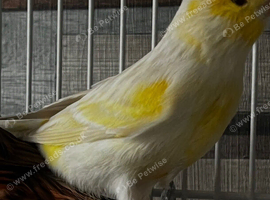 Yellow mosaic satinette WANTED