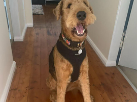 Airedale terrier boy available for a good home