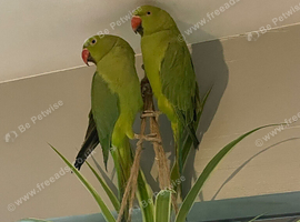 Bonded pair of beautiful ring necks