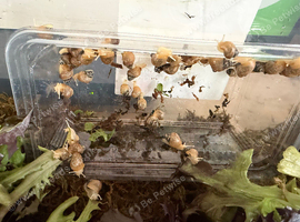 Baby Giant African land snails