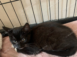 Last male kitten in litter