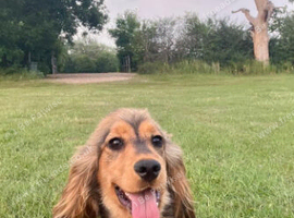 Beautiful kc registered cocker spaniel for sale