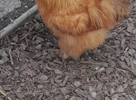 Gourgouse red silkie cockrell