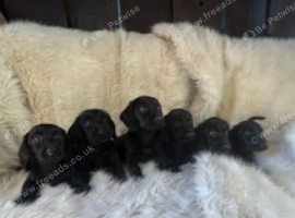 8 labrador x teckel dachund puppies